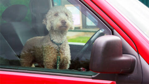 Chien dans une voiture stationnée avec la vitre fermée