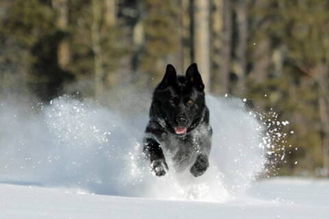 Police Service Dog ‘Baron’ running in the snow